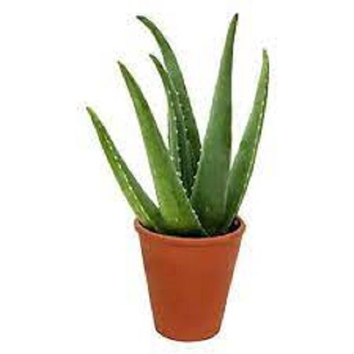 Black Heals Sunburns Fastly Growing Capacity Fresh Aloe Vera Plant