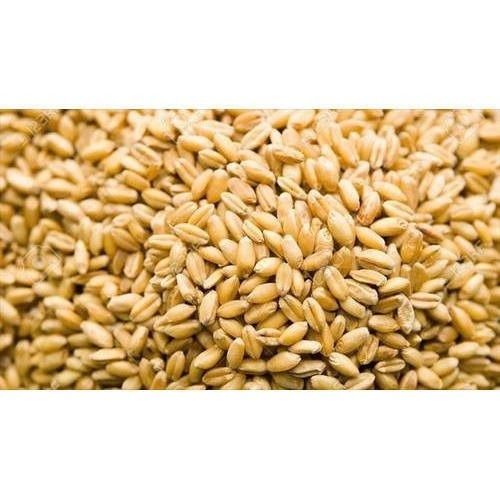 Pure And Natural Organic Cultivate Food Grade Dried Milling Wheat Size: Different Available