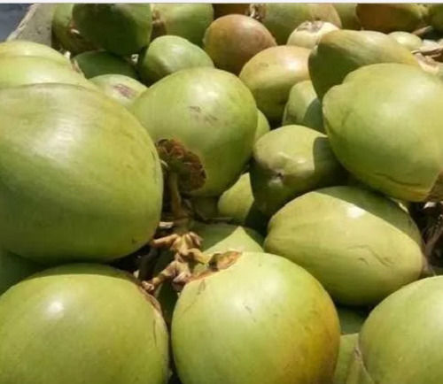 Food Grade Pure And Natural Commonly Cultivated Round Fresh Coconut