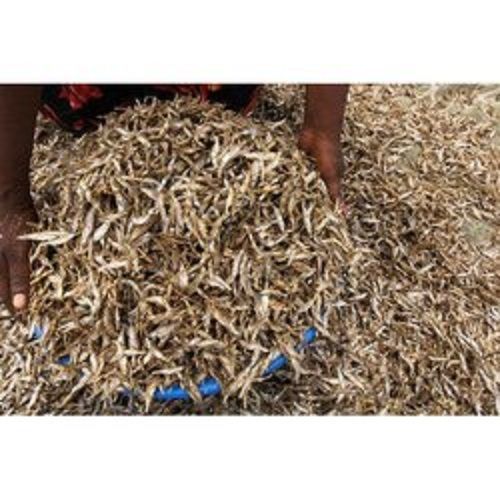 Ppf Fresh Dry Fish, 50kg, Packaging Type: Plastic Bags