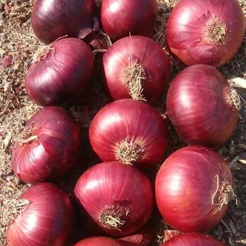 A Grade Maharashtra Fresh Red Onion, Gunny Bag, Onion Size Available: Medium