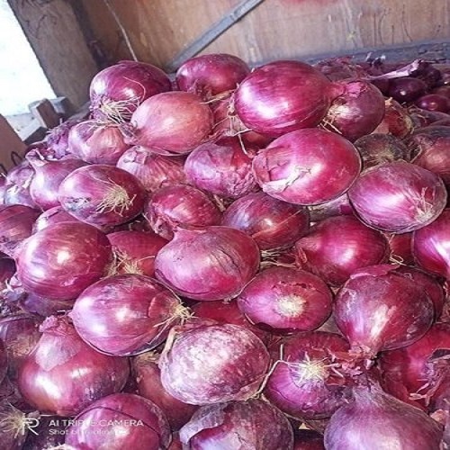 Maharashtra A Grade Fresh Red Onion, Packaging Size 20 Kg, Onion Size