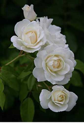 White Rose Plant, Bloom In Summer Time, Natural Fragrance