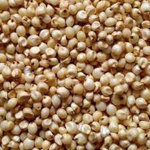 High In Protein-Rich Grain High In Fibre Natural White Sorghum Seeds
