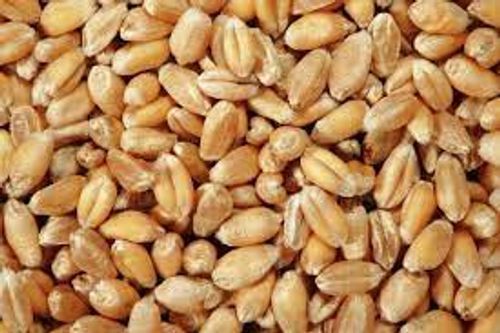 Rich Nutrients Healthful Natural Golden Fresh Whole Wheat Grains