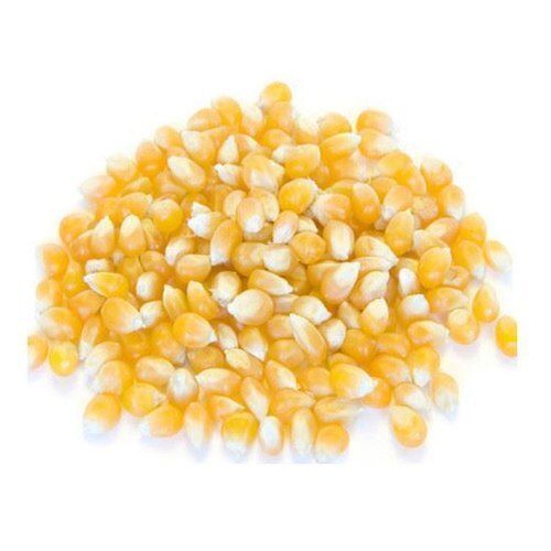 100% Pure Commonly Cultivated Healthy Yellow Corn Grain Seeds Admixture (%): 1%