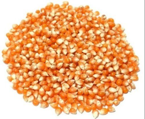 100% Pure Sweet Flavor Fresh Soft Texture Natural Fresh Yellow Corn Admixture (%): 1%