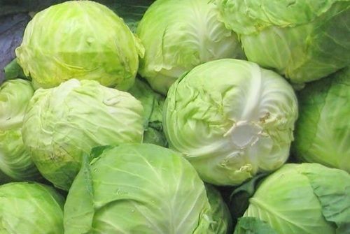 A Grade And Commonly Cultivated Raw Natural And Fresh Cabbage
