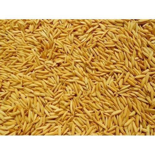Commonly Cultivated Pure And Natural Sunlight Dried A Grade Paddy Seed 