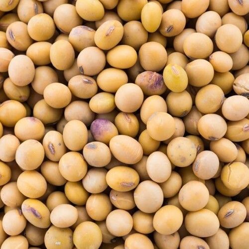 Soyabean Seed