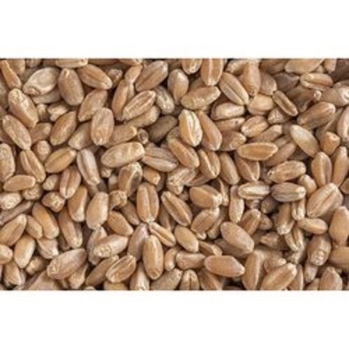 100% Natural Grown Pure Organic Golden Milling Dried Wheat Grain Broken (%): (%)2%