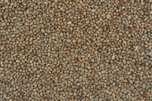 Grinish Fine Processed And Natural Pearl Millet Seed