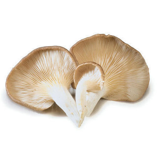 oyster mushroom