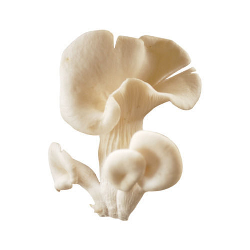 A Grade 100 Percent Purity High In Vitamins and Minerals Healthy Edible Oyster Mushroom