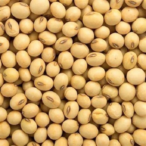 Painted Pure And Natural India Origin Medium Size Soya Bean Seeds at ...