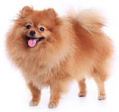 Pomeranian Tiny And Bright-Eyed 12-16 Years Age Friendliest Breed Dog