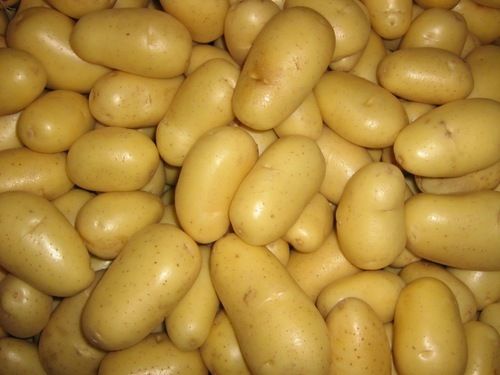 100% Pure  A Grade Fresh Potatoes, Packaging Size: 40 Kg