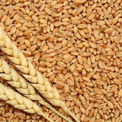 Wheat Seeds