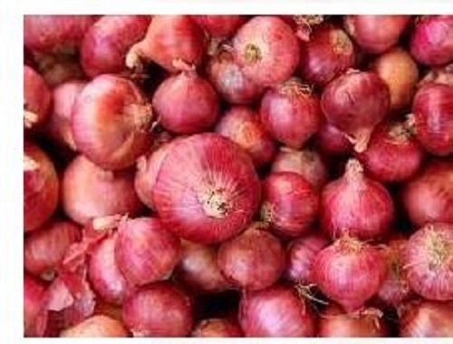 A Grade Round Shape Common Cultivation Type And Natural Red Fresh Onion