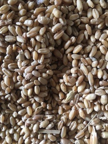 Brown Organic Whole Wheat Grain
