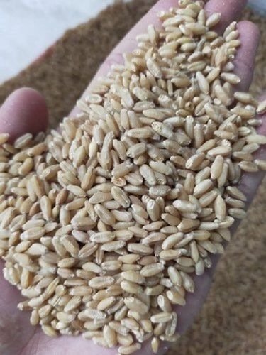 Golden Milling Wheat Grain