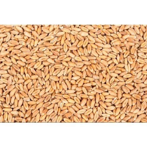 Indian Brown Organic Wheat, 50kg