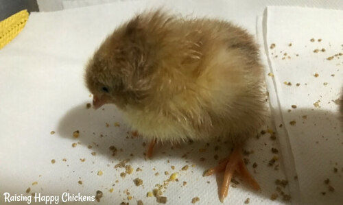 Light Yellow Newborn Chicks For Farming