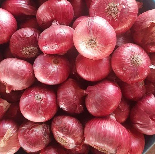 Natural Medium Size Dry Fresh And Pungent Flavor Red Onion  Moisture (%): 3%