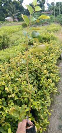 Original Grafted Thai Green Apple Ber Plant For Home and Garden