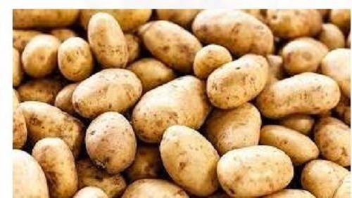 Round Rich Source Of Carbohydrate And Minreals Fresh Raw Potato 