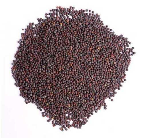 Sun Dried Natural Mustard Seeds For Oil Extraction Use
