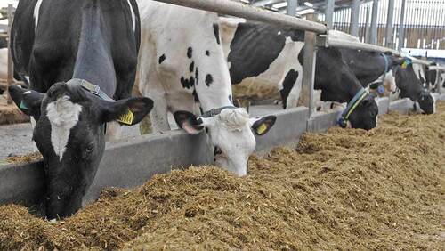 Healthy Enriched Nutrients Optimum Freshness Cattle Feed