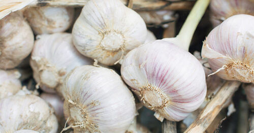 Longer Shelf Life 100 Percent Natural and Pure Garlic
