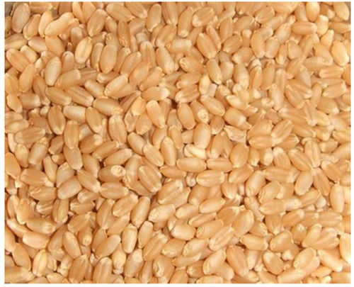 स्वस्थ उत्पत्ति वाले ए-ग्रेडेड उच्च गुणवत्ता वाले पौष्टिक भूरे गेहूं के दाने 