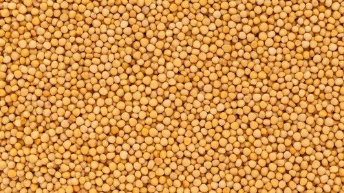  प्राकृतिक स्वस्थ और ग्लूटेन मुक्त सामान प्रोटीन का स्रोत सूखी पीली सरसों का बीज