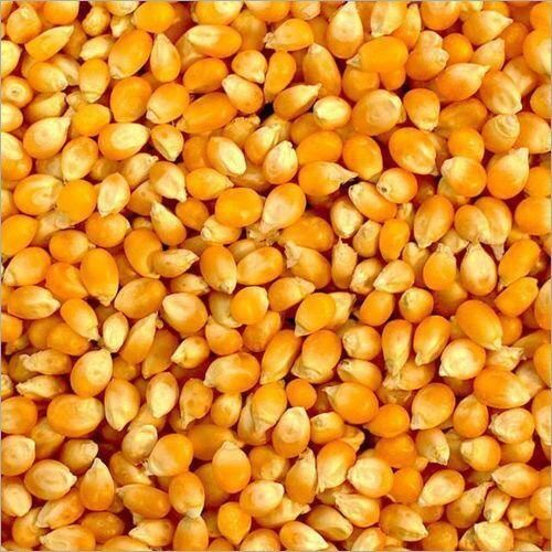 Incredible Nutritional Advantages High Protein Fiber Yellow Hybrid Maize Raw Corn Seeds
