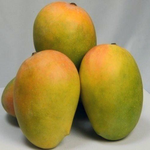 Sweet And Aromatic Highly Juicy Pulpy Commonly Cultivated Green Kesar Mango