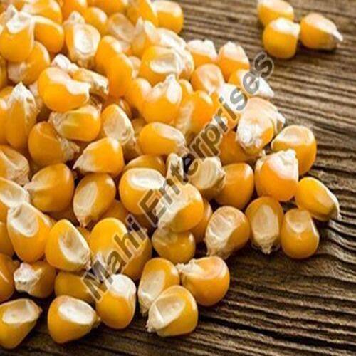 Natural Taste Chemical Free Healthy Yellow Maize Seeds for Cattle Feed and Human Cosumption