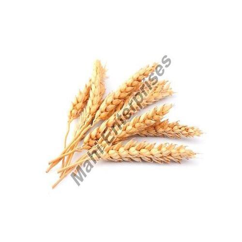 Gray Rich Natural Delicious Taste Chemical Free Healthy Brown Wheat Seeds