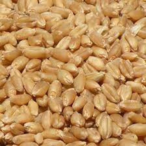 100 Percent Pure And Organic Wheat Seeds, Rich In Fiber