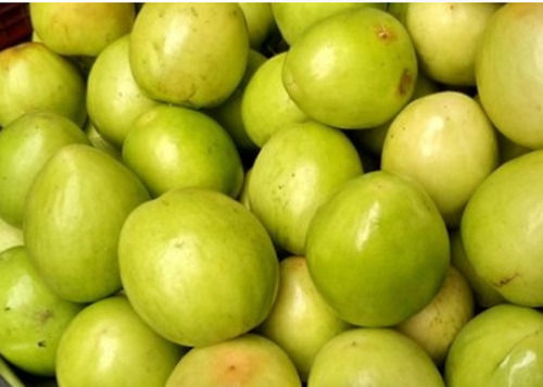 Natural And Healthy Sweet Fresh Jujube Fruit