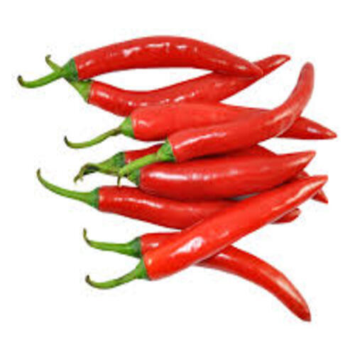 Hot Spicy Natural Taste No Artificial Color Fresh Red Chilli