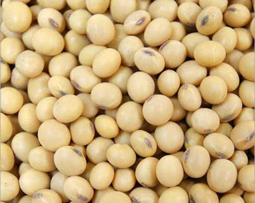 Best Quality Natural Soybean Seed