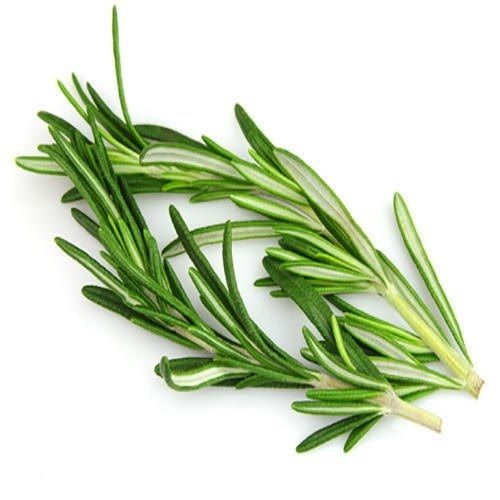 Natural Farm Fresh Green Rosemary Leaves