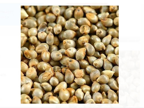 Yellow 5 Mm Commonly Cultivated And Natural Dried Granule Pearl Millet