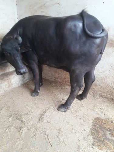 Female Black Pure Murrah Buffalo Breed Milking Capacity Ltrfemale