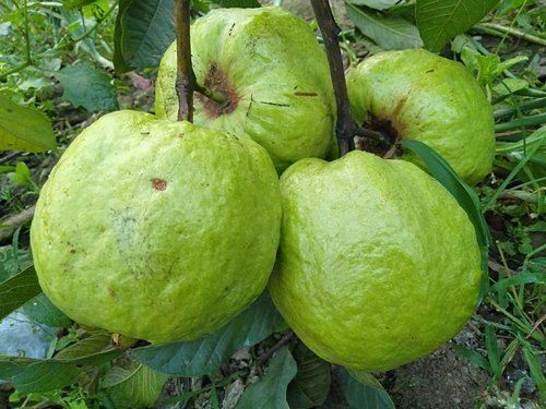 Common Impurity Free Natural A Grade Fresh Green Guava