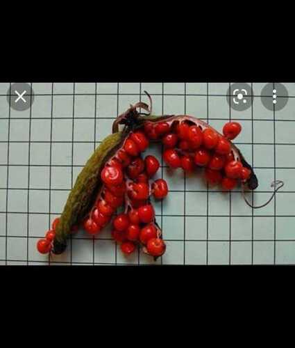 Silver Dried Gloriosa Superba Seed For Medicinal Usage, Red Color And 1 Kg Packaging