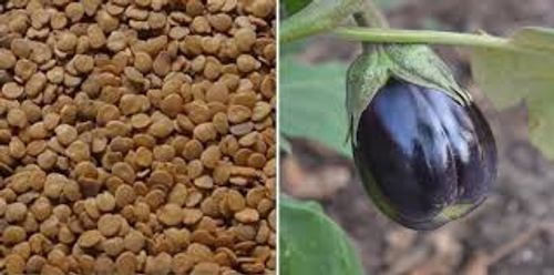 Easy To Grow For Agriculture Planting Natural Dried Golden-Black Brinjal Seeds