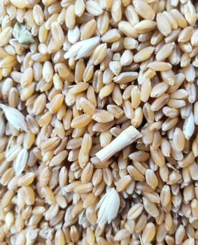 Brown High Level Of Rust Resistance Significant Source Of Energy Wheat Seeds